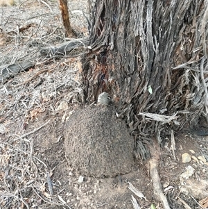 Nasutitermes exitiosus at Watson, ACT - suppressed