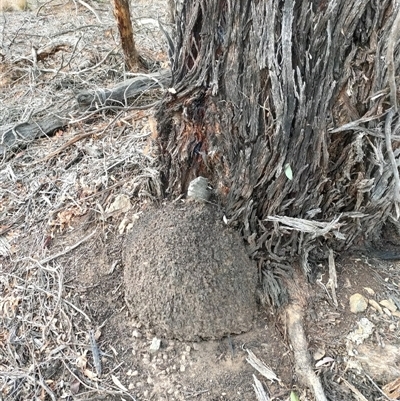 Nasutitermes exitiosus (Snouted termite, Gluegun termite) at Watson, ACT - 30 May 2024 by DonFletcher