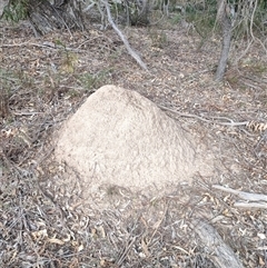 Nasutitermes exitiosus (Snouted termite, Gluegun termite) at Watson, ACT - 30 May 2024 by DonFletcher