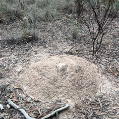 Nasutitermes exitiosus (Snouted termite, Gluegun termite) at Aranda, ACT - 30 May 2024 by DonFletcher