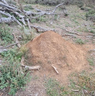 Nasutitermes exitiosus (Snouted termite, Gluegun termite) at Hackett, ACT - 30 May 2024 by DonFletcher