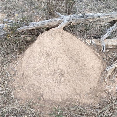 Nasutitermes exitiosus (Snouted termite, Gluegun termite) at Watson, ACT - 30 May 2024 by DonFletcher