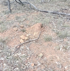 Nasutitermes exitiosus (Snouted termite, Gluegun termite) at Campbell, ACT - 30 May 2024 by DonFletcher