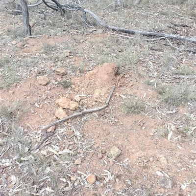 Nasutitermes exitiosus (Snouted termite, Gluegun termite) at Campbell, ACT - 30 May 2024 by DonFletcher