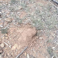 Nasutitermes exitiosus at Campbell, ACT - 30 May 2024