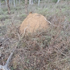 Nasutitermes exitiosus (Snouted termite, Gluegun termite) at Hackett, ACT - 30 May 2024 by DonFletcher