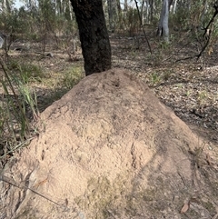 Nasutitermes exitiosus (Snouted termite, Gluegun termite) at Aranda, ACT - 30 May 2024 by DonFletcher