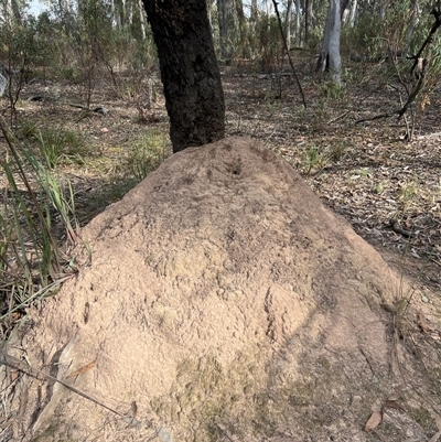 Nasutitermes exitiosus (Snouted termite, Gluegun termite) at Aranda, ACT - 30 May 2024 by DonFletcher