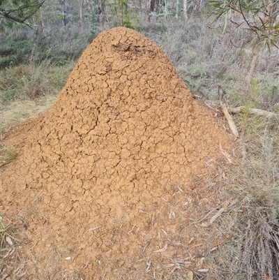 Nasutitermes exitiosus (Snouted termite, Gluegun termite) at Hackett, ACT - 30 May 2024 by DonFletcher