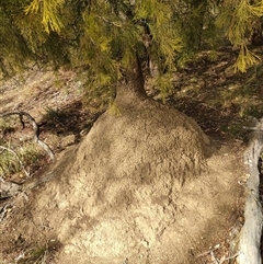 Nasutitermes exitiosus (Snouted termite, Gluegun termite) at Kenny, ACT - 30 May 2024 by DonFletcher