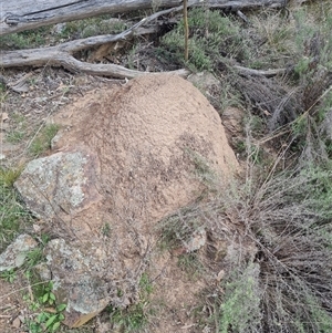 Nasutitermes exitiosus at Hackett, ACT - suppressed