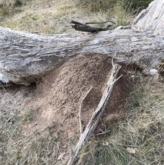 Nasutitermes exitiosus (Snouted termite, Gluegun termite) at Kenny, ACT - 30 May 2024 by DonFletcher