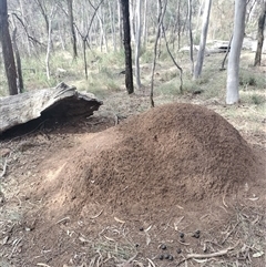 Nasutitermes exitiosus (Snouted termite, Gluegun termite) at Campbell, ACT - 30 May 2024 by DonFletcher