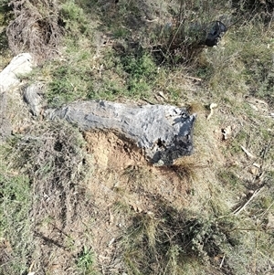 Nasutitermes exitiosus at Campbell, ACT - 30 May 2024