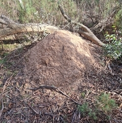 Nasutitermes exitiosus (Snouted termite, Gluegun termite) at Hackett, ACT - 30 May 2024 by DonFletcher