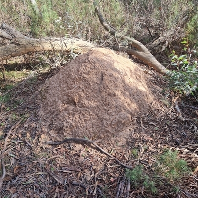 Nasutitermes exitiosus (Snouted termite, Gluegun termite) at Hackett, ACT - 30 May 2024 by DonFletcher