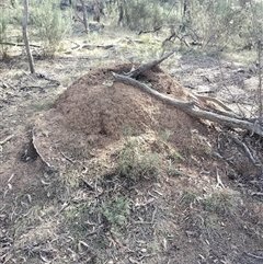 Nasutitermes exitiosus (Snouted termite, Gluegun termite) at Campbell, ACT - 30 May 2024 by DonFletcher