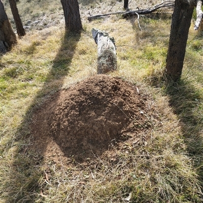 Nasutitermes exitiosus (Snouted termite, Gluegun termite) at Kenny, ACT - 30 May 2024 by DonFletcher