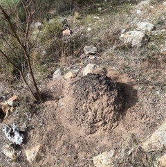 Nasutitermes exitiosus (Snouted termite, Gluegun termite) at Watson, ACT - 30 May 2024 by DonFletcher