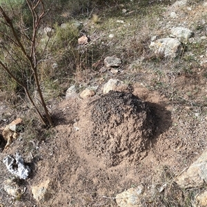 Nasutitermes exitiosus at Watson, ACT - 30 May 2024