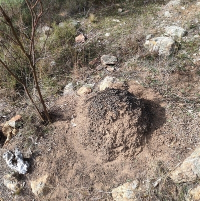 Nasutitermes exitiosus (Snouted termite, Gluegun termite) at Watson, ACT - 30 May 2024 by DonFletcher