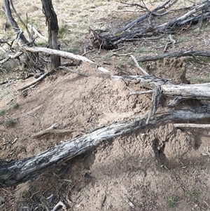 Nasutitermes exitiosus at Watson, ACT - suppressed