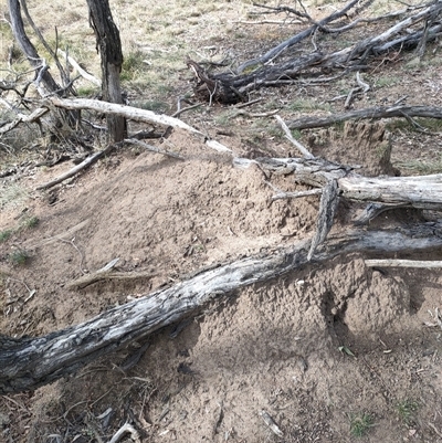 Nasutitermes exitiosus (Snouted termite, Gluegun termite) at Watson, ACT - 30 May 2024 by DonFletcher