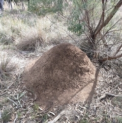 Nasutitermes exitiosus (Snouted termite, Gluegun termite) at Watson, ACT - 30 May 2024 by DonFletcher