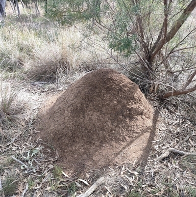 Nasutitermes exitiosus (Snouted termite, Gluegun termite) at Watson, ACT - 30 May 2024 by DonFletcher