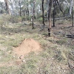 Nasutitermes exitiosus (Snouted termite, Gluegun termite) at Campbell, ACT - 30 May 2024 by DonFletcher