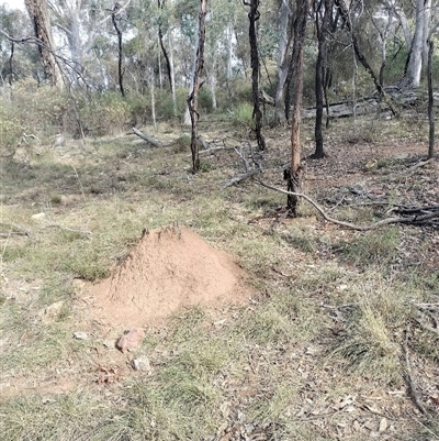 Nasutitermes exitiosus (Snouted termite, Gluegun termite) at Campbell, ACT - 30 May 2024 by DonFletcher