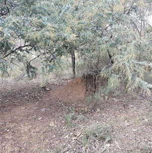 Nasutitermes exitiosus at Campbell, ACT - suppressed