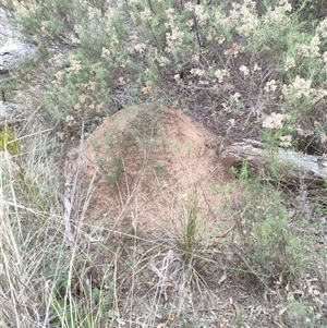 Nasutitermes exitiosus at Watson, ACT - suppressed
