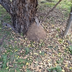 Nasutitermes exitiosus (Snouted termite, Gluegun termite) at Hackett, ACT - 30 May 2024 by DonFletcher