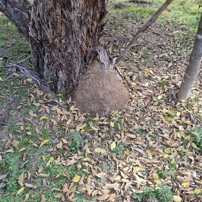 Nasutitermes exitiosus (Snouted termite, Gluegun termite) at Hackett, ACT - 30 May 2024 by DonFletcher