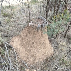 Nasutitermes exitiosus (Snouted termite, Gluegun termite) at Watson, ACT - 30 May 2024 by DonFletcher