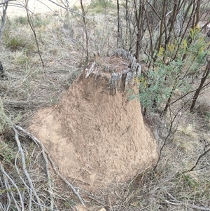 Nasutitermes exitiosus at Watson, ACT - 30 May 2024