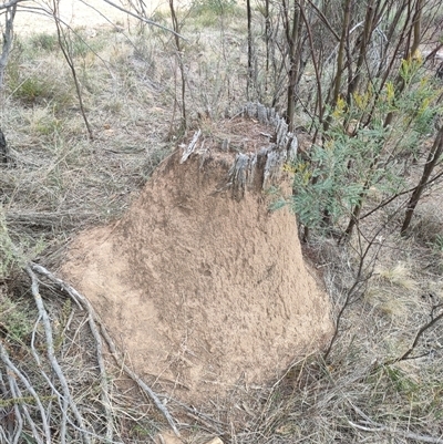 Nasutitermes exitiosus (Snouted termite, Gluegun termite) at Watson, ACT - 30 May 2024 by DonFletcher