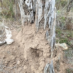 Nasutitermes exitiosus (Snouted termite, Gluegun termite) at Watson, ACT - 30 May 2024 by DonFletcher