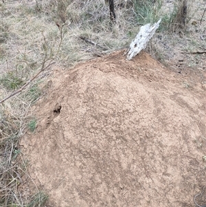 Nasutitermes exitiosus at Watson, ACT - suppressed