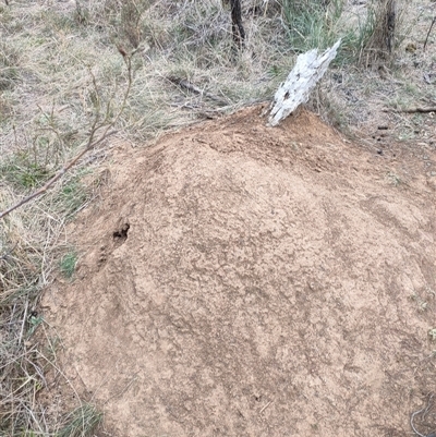 Nasutitermes exitiosus (Snouted termite, Gluegun termite) at Watson, ACT - 30 May 2024 by DonFletcher