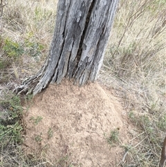 Nasutitermes exitiosus (Snouted termite, Gluegun termite) at Watson, ACT - 30 May 2024 by DonFletcher