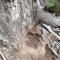 Nasutitermes exitiosus (Snouted termite, Gluegun termite) at Watson, ACT - 30 May 2024 by DonFletcher