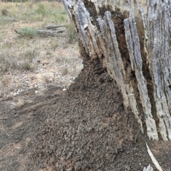 Nasutitermes exitiosus (Snouted termite, Gluegun termite) at Watson, ACT - 30 May 2024 by DonFletcher