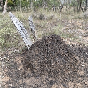 Nasutitermes exitiosus at Watson, ACT - suppressed