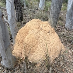 Coptotermes lacteus (Milk Termite) at Bruce, ACT - 30 May 2024 by DonFletcher