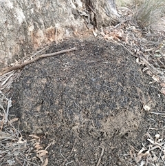 Nasutitermes exitiosus (Snouted termite, Gluegun termite) at Watson, ACT - 30 May 2024 by DonFletcher