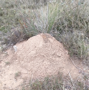 Nasutitermes exitiosus at Watson, ACT - 30 May 2024