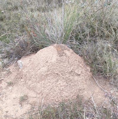 Nasutitermes exitiosus (Snouted termite, Gluegun termite) at Watson, ACT - 30 May 2024 by DonFletcher