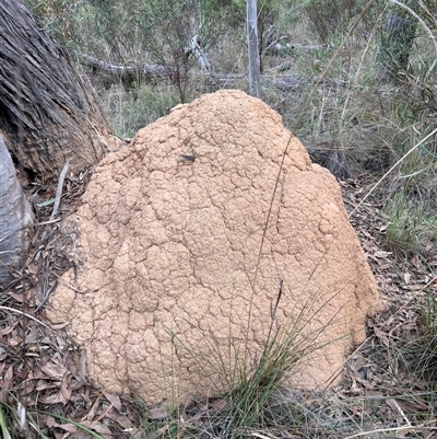 Coptotermes lacteus (Milk Termite) at Bruce, ACT - 30 May 2024 by DonFletcher